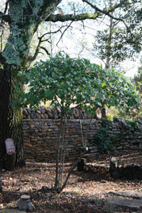 JARDIN DE LA TAILLADE