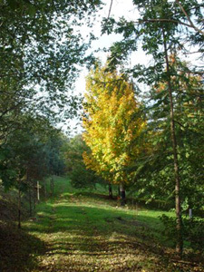 ARBORETUM DE BOISCORDE