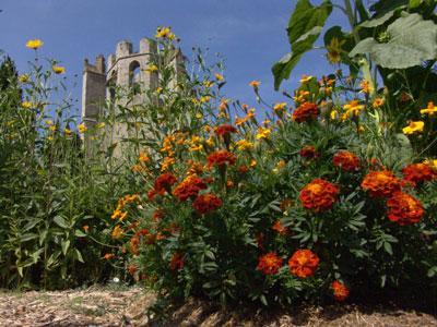 Jardin monastique de l'Abbaye de Lagrasse