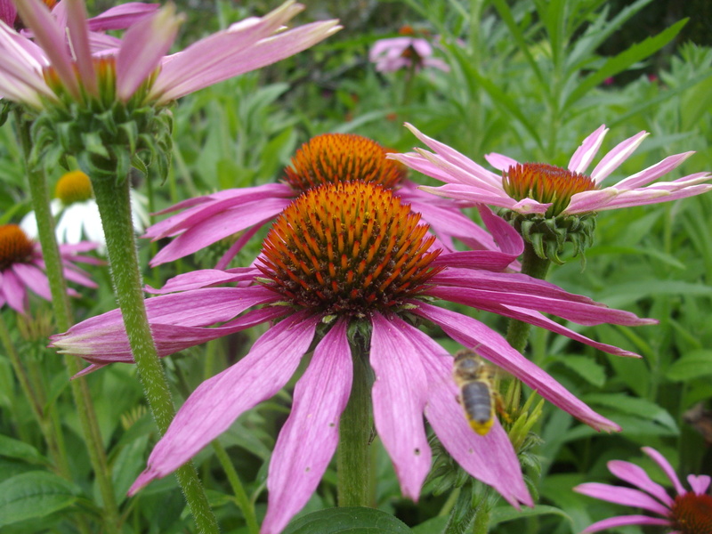 Un Jardin à Landrévarzec