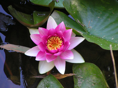 JARDIN EXOTIQUE DE SAINT RENAN