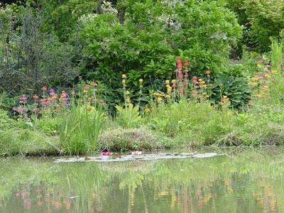 Jardin d'eau de l'Aubépré