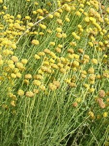 JARDIN TEXTILE DU MUSÉE DE LA CHEMISERIE