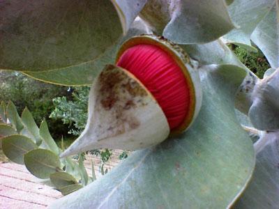 U Giardinu di l'Isuli