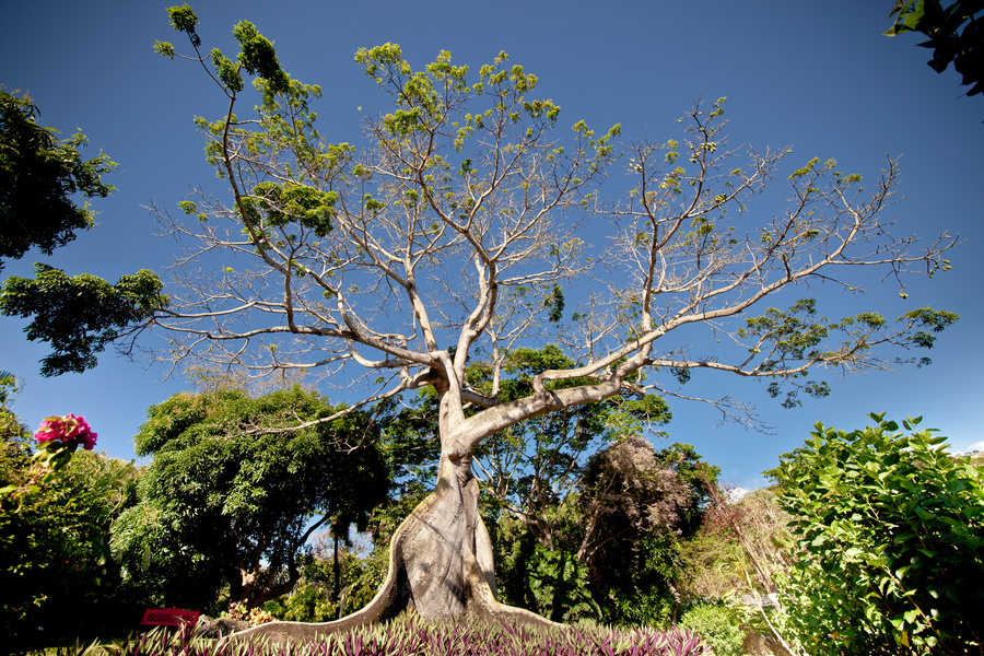 JARDIN BOTANIQUE DE DESHAIES