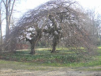 Arboretum de Segrez