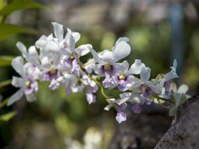 MASCARIN JARDIN BOTANIQUE DE LA RÉUNION