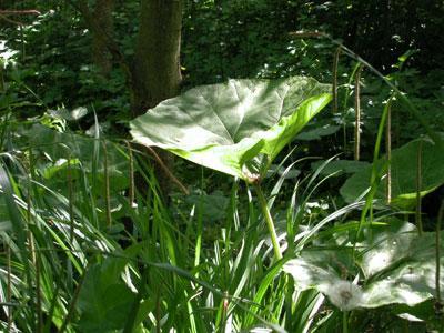 Le Jardin du Naturaliste