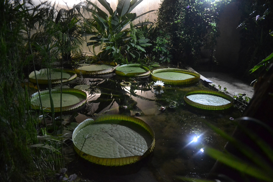 Jardin Botanique du Beau Pays - Comité des Parcs et Jardins de France