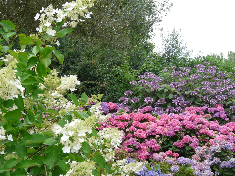 CIRCUIT DES HORTENSIAS