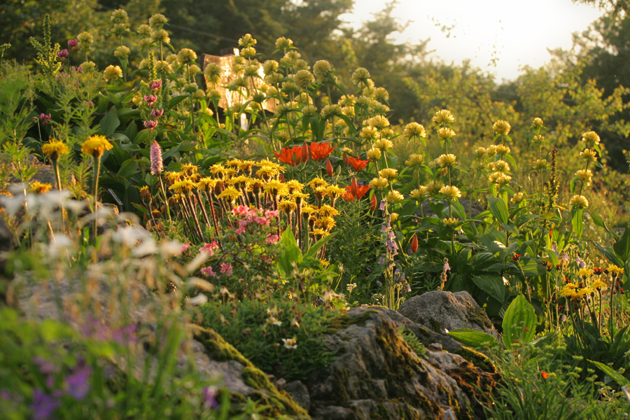 JARDIN D'ALTITUDE DU HAUT CHITELET