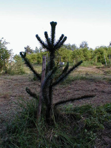 ARBORETUM EXPERIMENTAL DE CHARVOLS