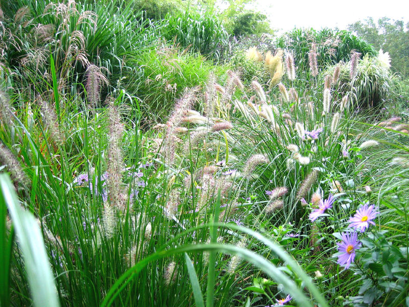 JARDIN LES BAMBOUS DE PLANBUISSON