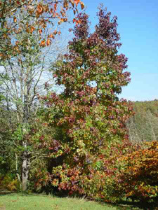 ARBORETUM DE BOISCORDE