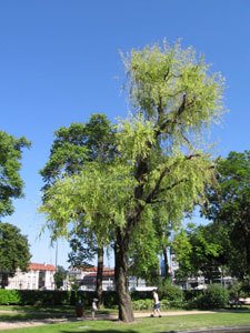 JARDIN DE LA COUR D'APPEL DE RIOM