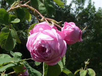 JARDIN DE ROSES ET VIVACES