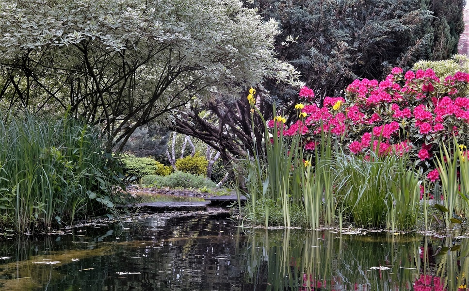 Jardin Aquatique Acorus