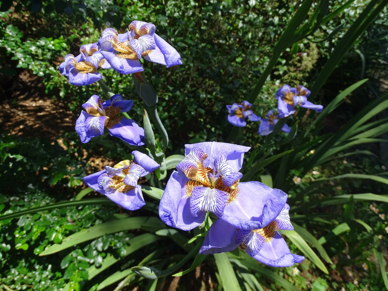 Jardin botanique littoral de Saint-Jean-de-Luz