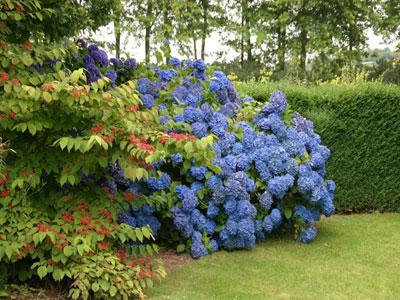 LES JARDINS DES RENAUDIES