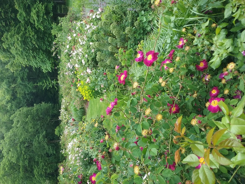 Jardin de roses de l'abbaye de Beaulieu en Rouergue