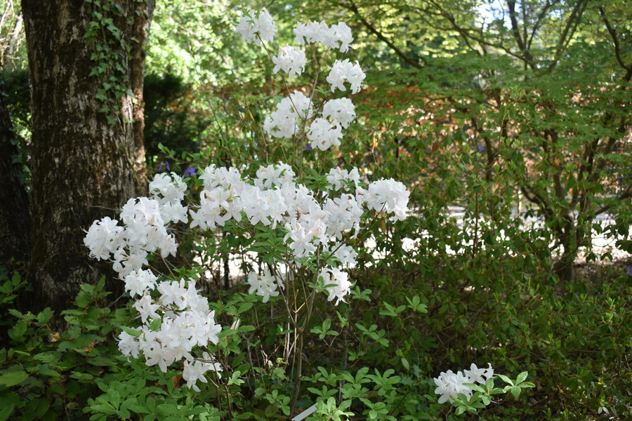 Arboretum Adeline