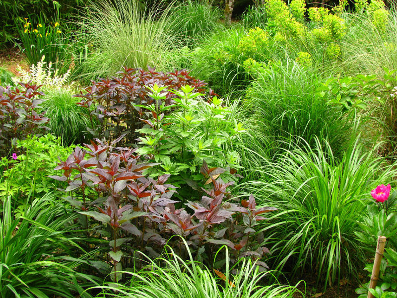 JARDIN LES BAMBOUS DE PLANBUISSON