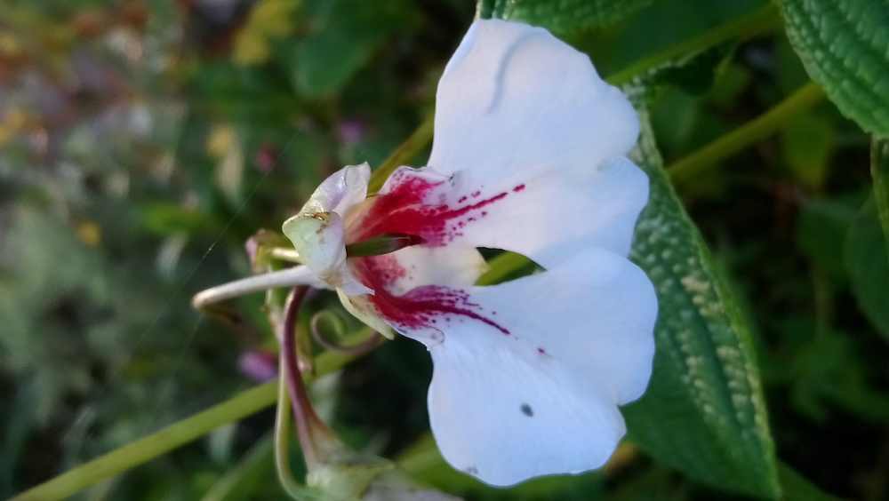 Jardin des petits prés