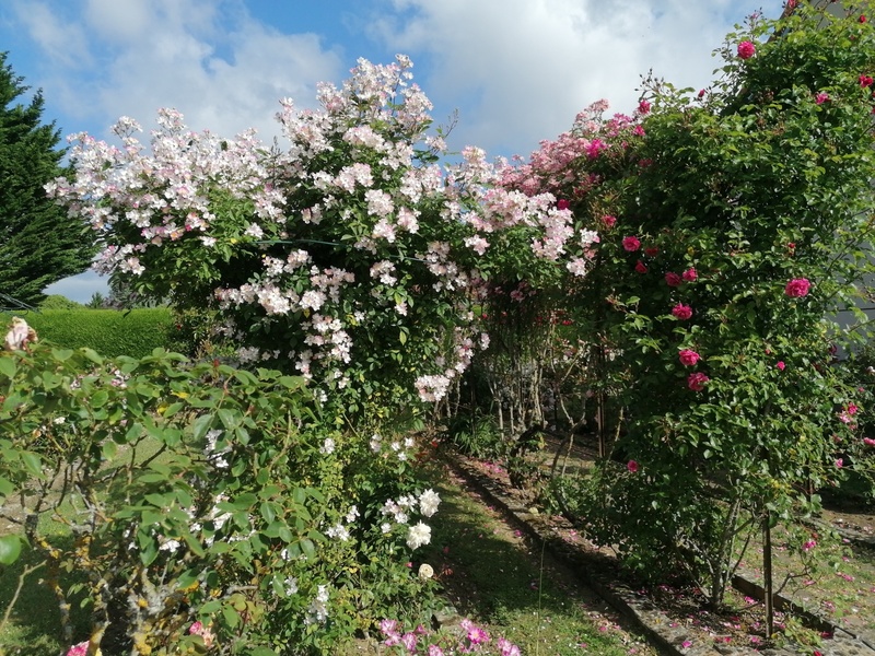 La Roseraie de Brigitte