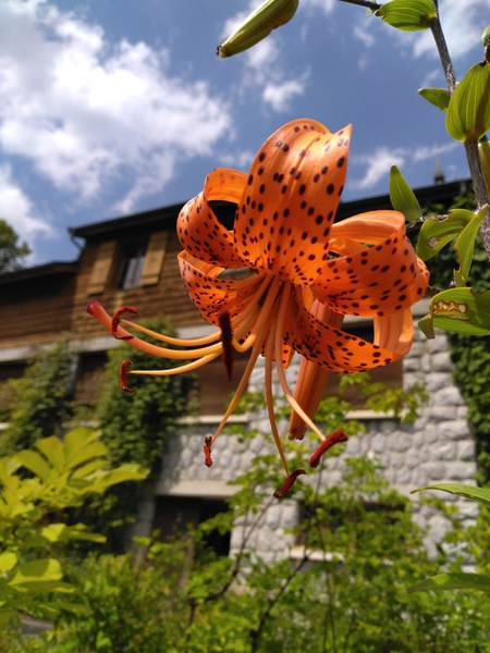 Jardin botanique alpin de la Jaÿsinia