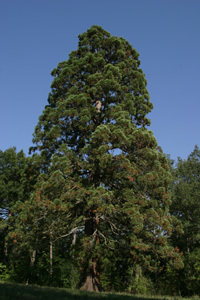 SEQUOIA VERTIGO