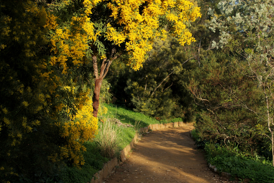 DOMAINE DU RAYOL, JARDIN DES MÉDITERRANÉES