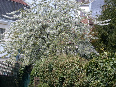 JARDIN DE JEAN-JACQUES ROUSSEAU