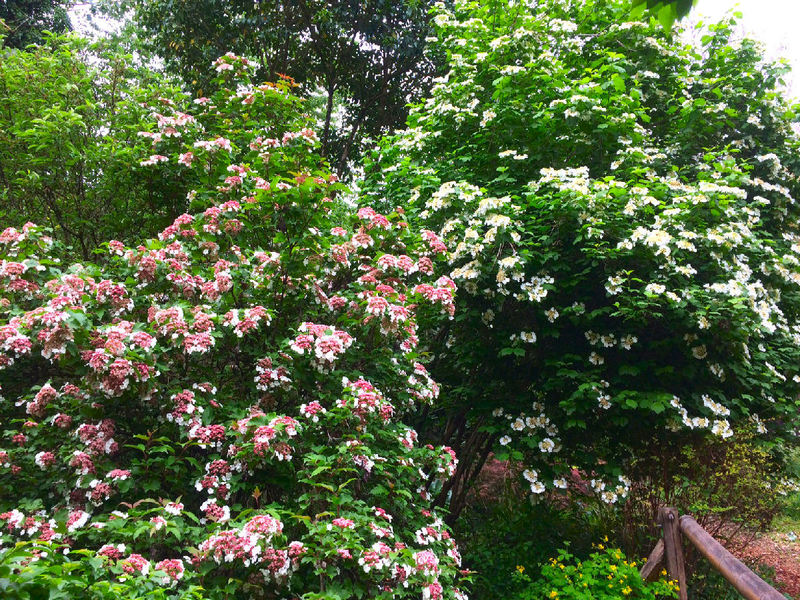 JARDIN LES BAMBOUS DE PLANBUISSON