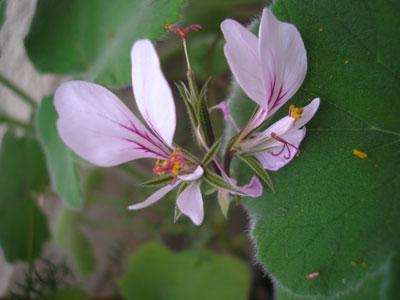 Jardin des Cordeliers