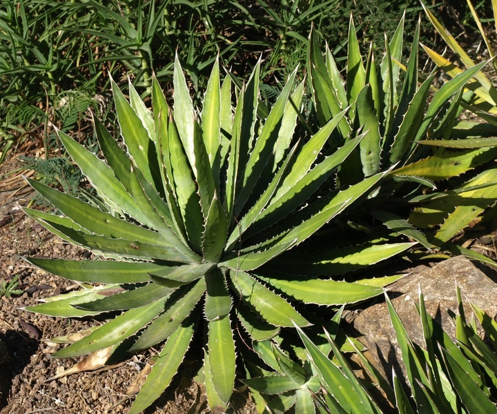 Jardin Zoologique tropical