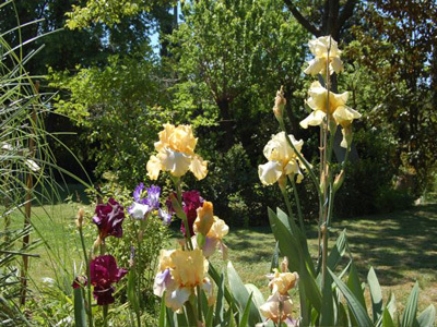 JARDIN DU MAS FERRAND