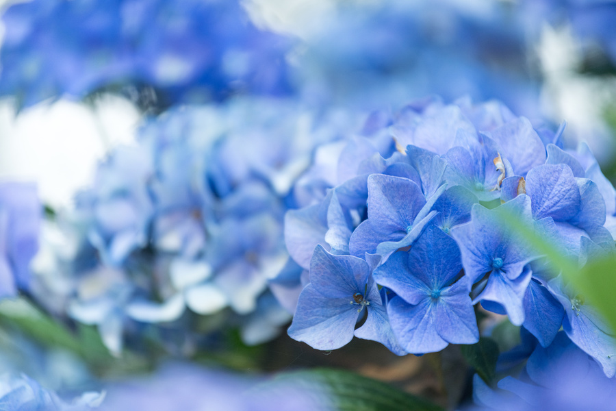 CIRCUIT DES HORTENSIAS