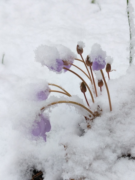 Jardin botanique alpin de la Jaÿsinia