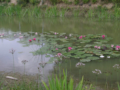 LES JARDINS DU COLYSÉE