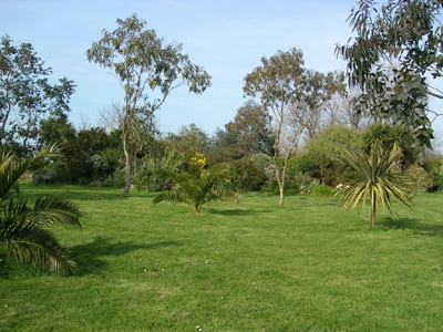 LES CORDYLINES