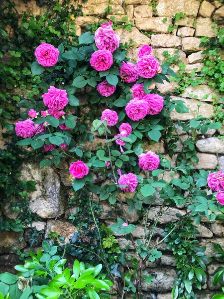 Jardins du Château de Losse