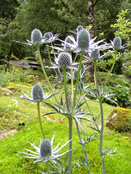 Jardin botanique alpin de la Jaÿsinia