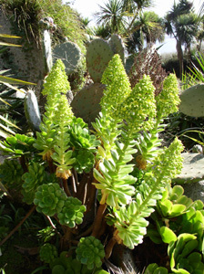 JARDIN EXOTIQUE ET BOTANIQUE DE ROSCOFF