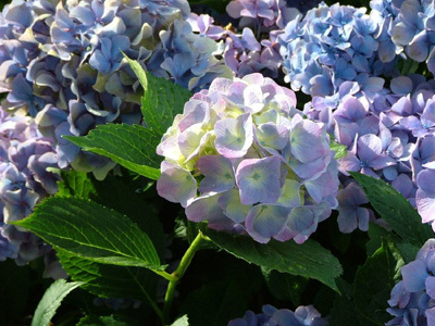 CIRCUIT DES HORTENSIAS