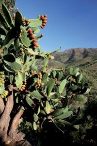 Jardin Méditerranéen du Mas de La Serre