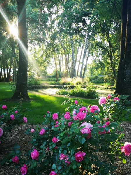 LES CHEMINS DE LA ROSE