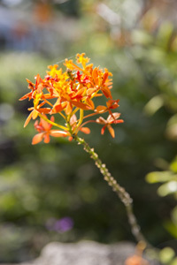 MASCARIN JARDIN BOTANIQUE DE LA RÉUNION