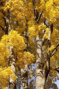 ARBORETUM NATIONAL DES BARRES