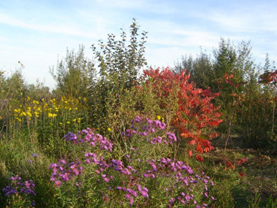 JARDIN BOTANIQUE DU VAL D'YSER