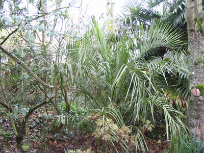 LE JARDIN DE L'OASIS